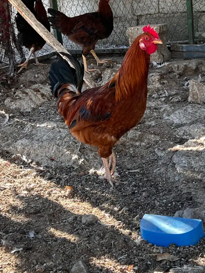 دجاج فرنسي 1