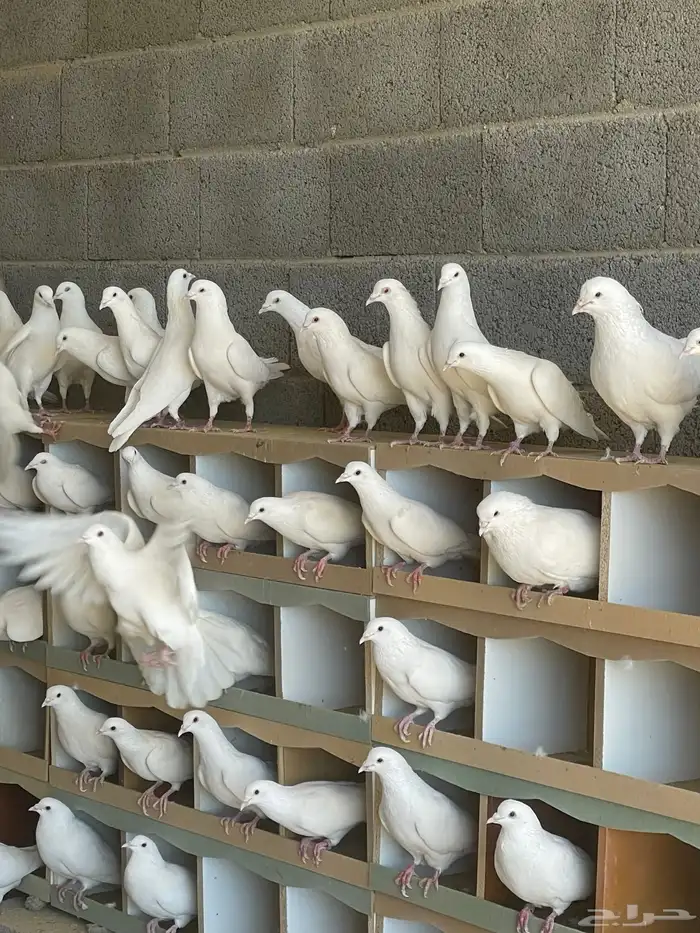 حمام فرنسي امهات 0