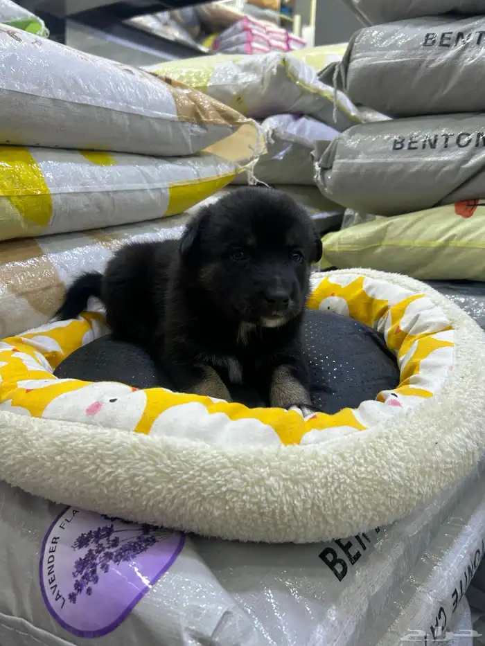 جراؤه جيرمن 22