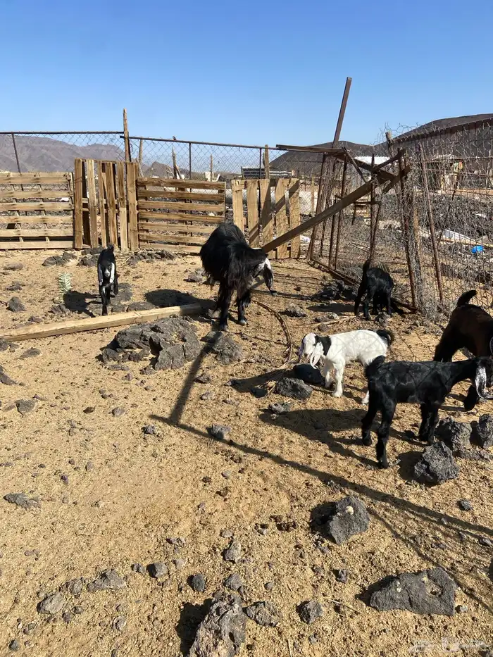 المدينه المنور 4