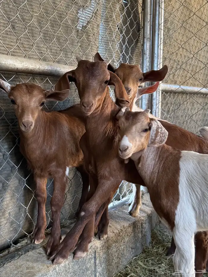 6 تيوس و عنقان حص فل شحم ( تم البيع ) 0