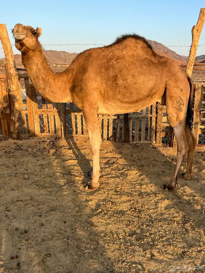 بكار عوادي لقحات من 5800 تم البيع 7