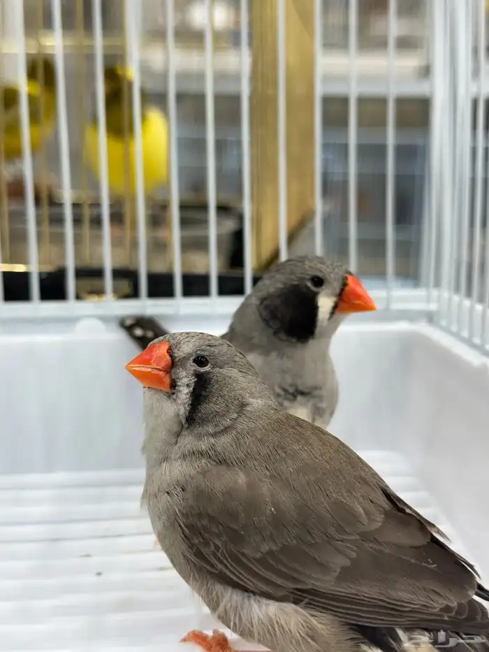 زيبرا انجليزي جملة - حسون سوري 3