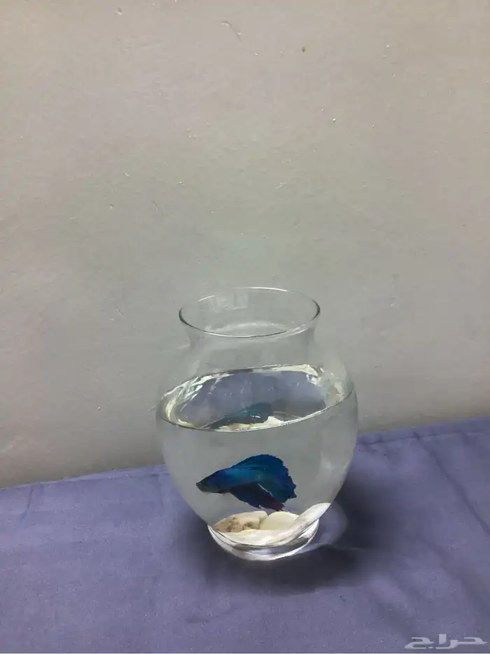 سمكه للبيع 0