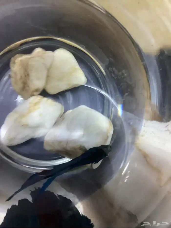 سمكه للبيع 1