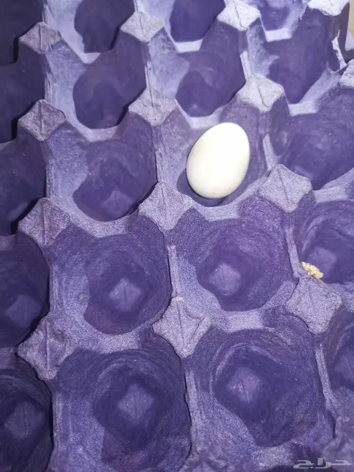 دجاج بياض شباب. صوص. منية القاني 6