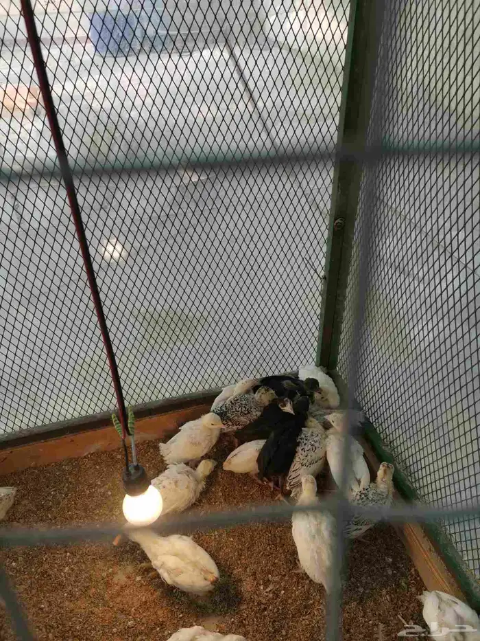 رومي عمر 3 أسابيع شرط الصحى ونضافه 1