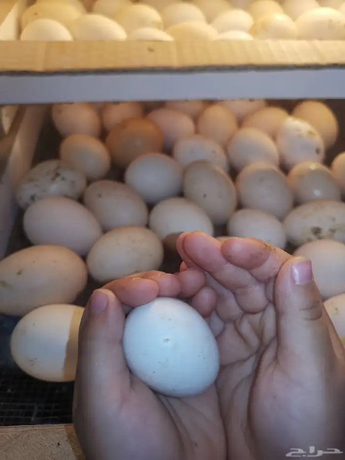 دجاج بياض شباب. صوص. منية القاني 8