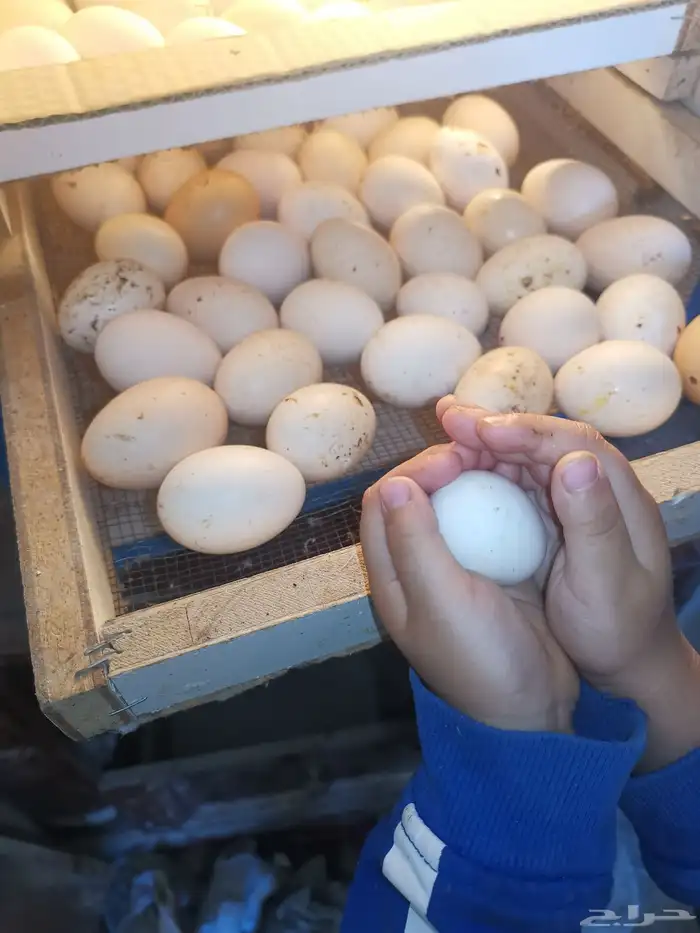 دجاج بياض شباب. صوص. منية القاني 7