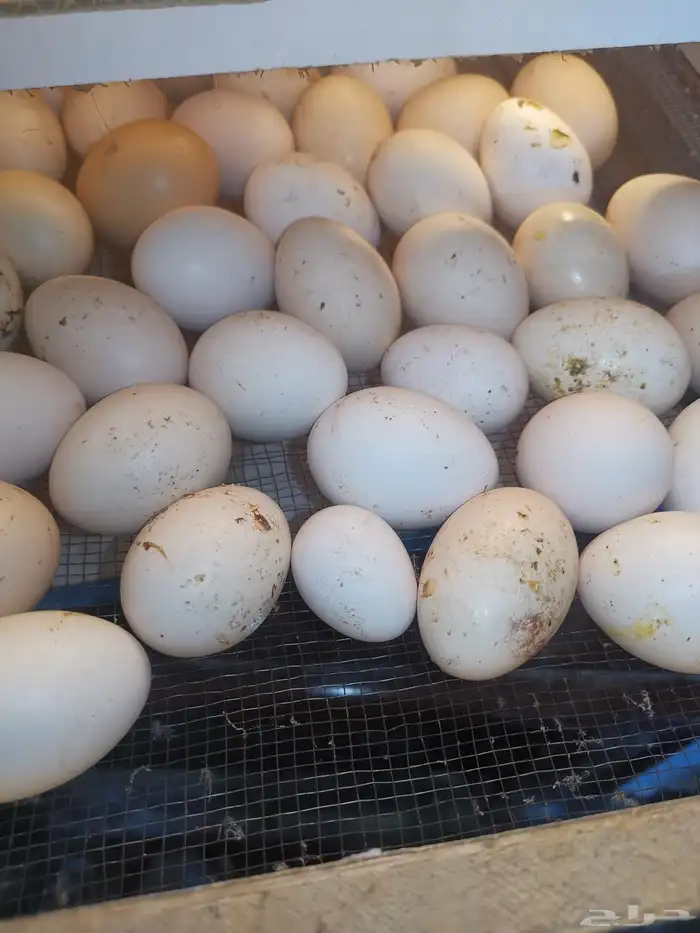 دجاج بياض شباب. صوص. منية القاني 9