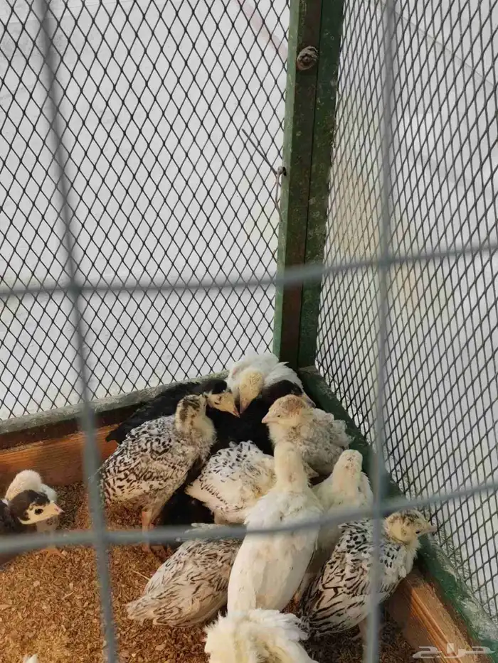 رومي عمر 3 أسابيع شرط الصحى ونضافه 0