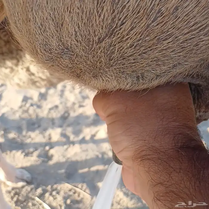 خلفه بالحمض تم البيع 0