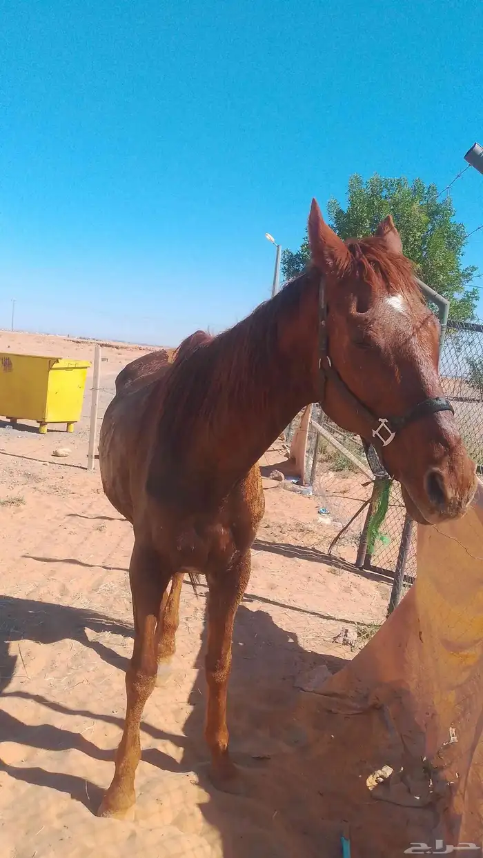 فرس انجليزيه للبيع وتصلح للتعليم 0