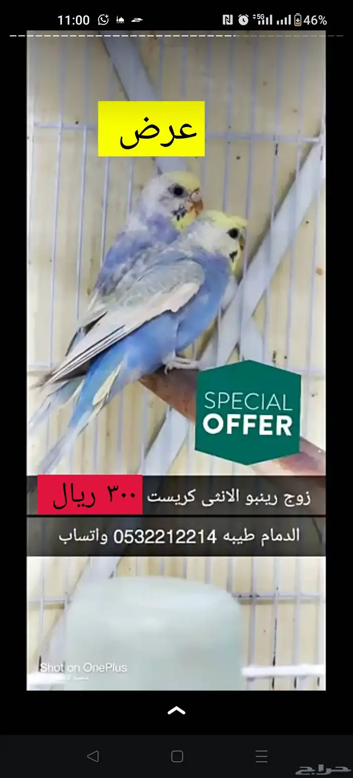 زوجين رينبو وزوج هوقو 1