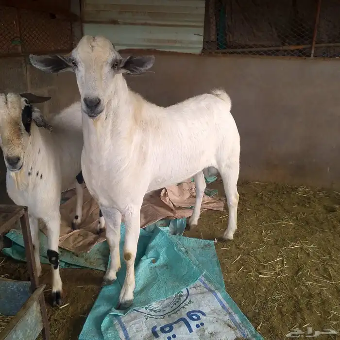 الفحل البيشي المصنف للبيع 4