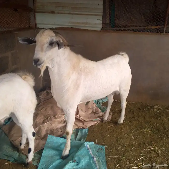 الفحل البيشي المصنف للبيع 2