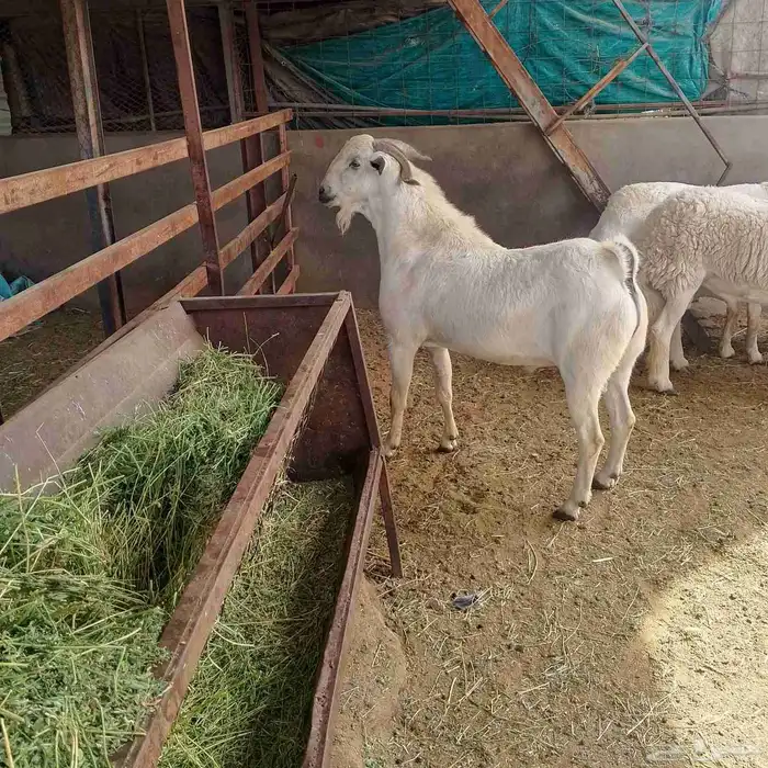 الفحل البيشي المصنف للبيع 8