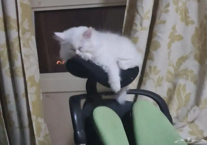 كتن ذكر مكس شيرازي و هملايا 1