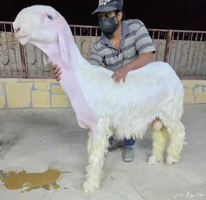 مشروع فحل نجدي صنف معرف ابيض حار وخصم 0