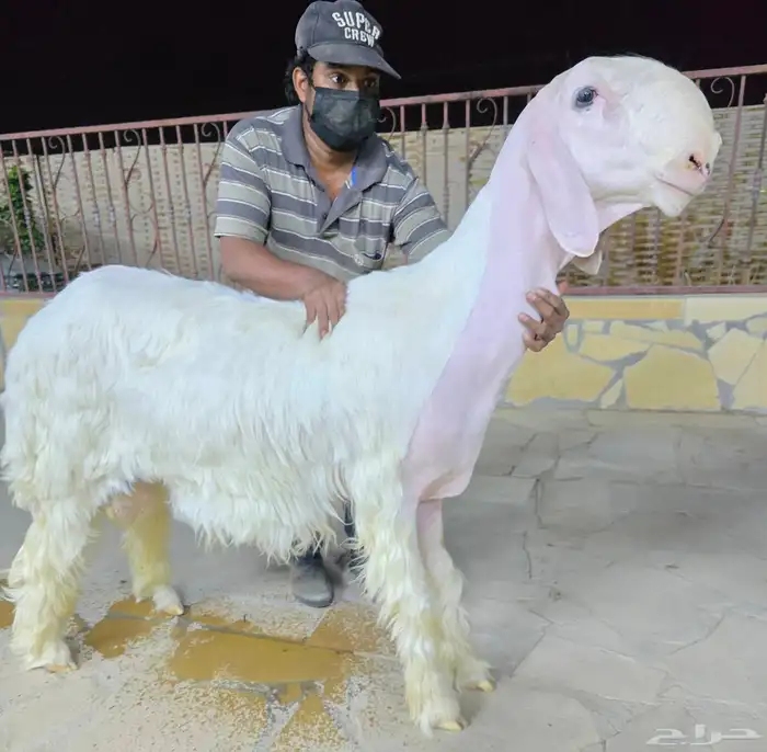 مشروع فحل نجدي صنف معرف ابيض حار وخصم 1