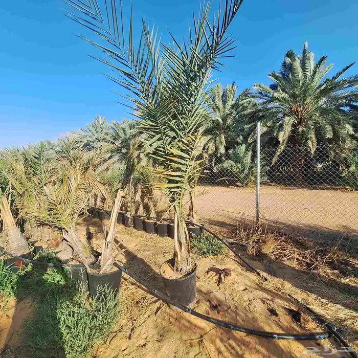يتوفر الدينا نخيل عربي ممتاز الطلب حسب النوع المطلوب والمقاس 4
