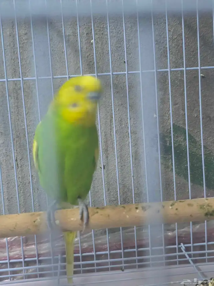 جوز بادجي للبيع 2