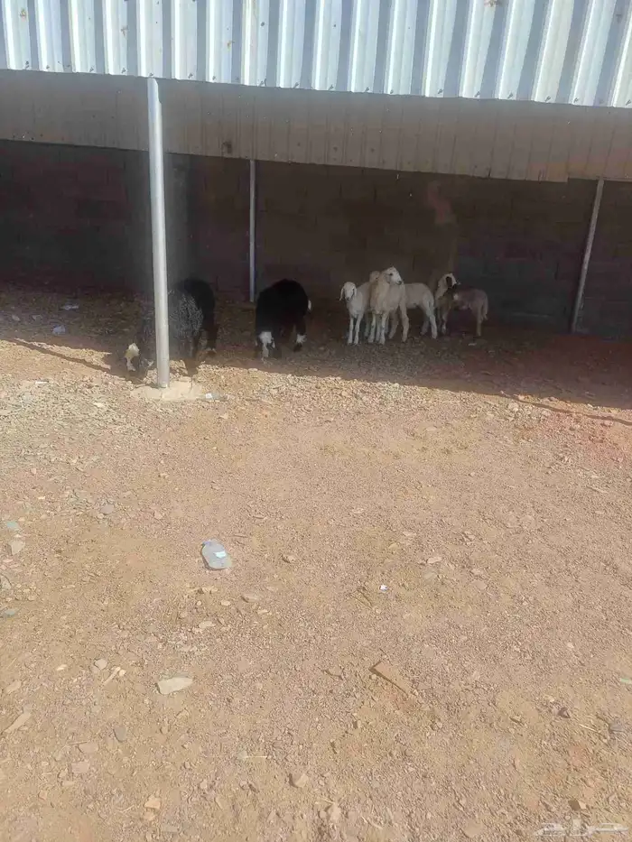 طليان للبيع 6