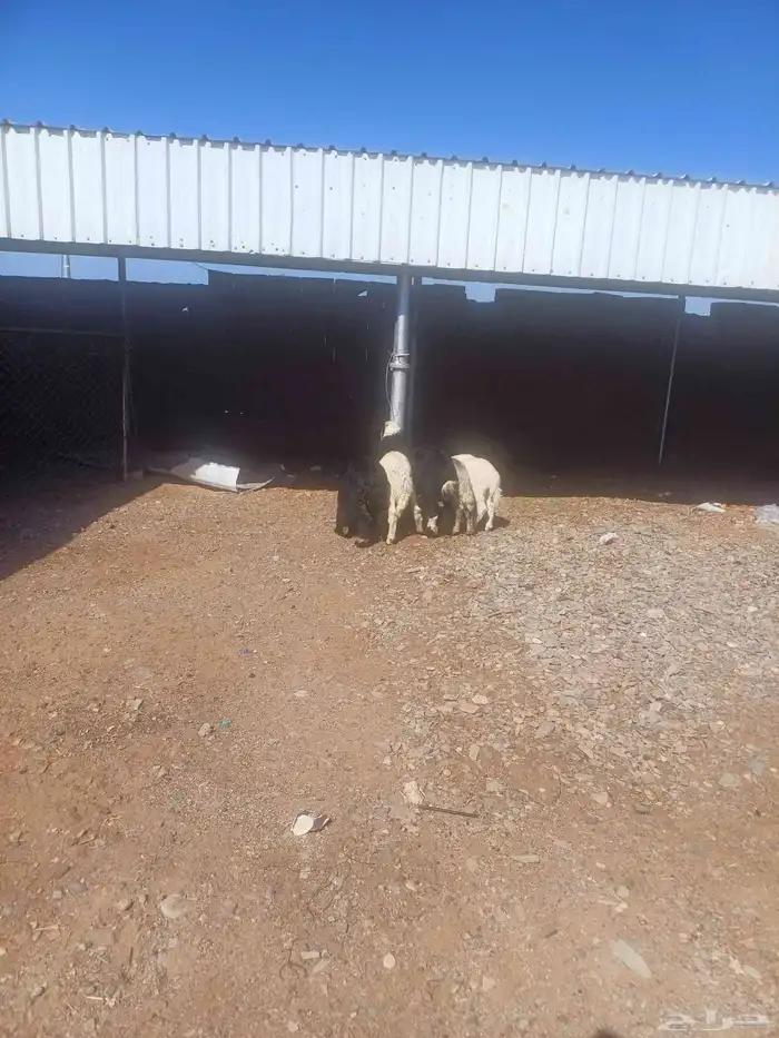 طليان للبيع 7