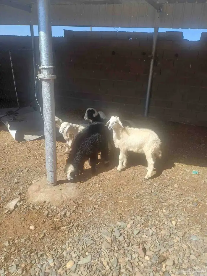 طليان للبيع 5