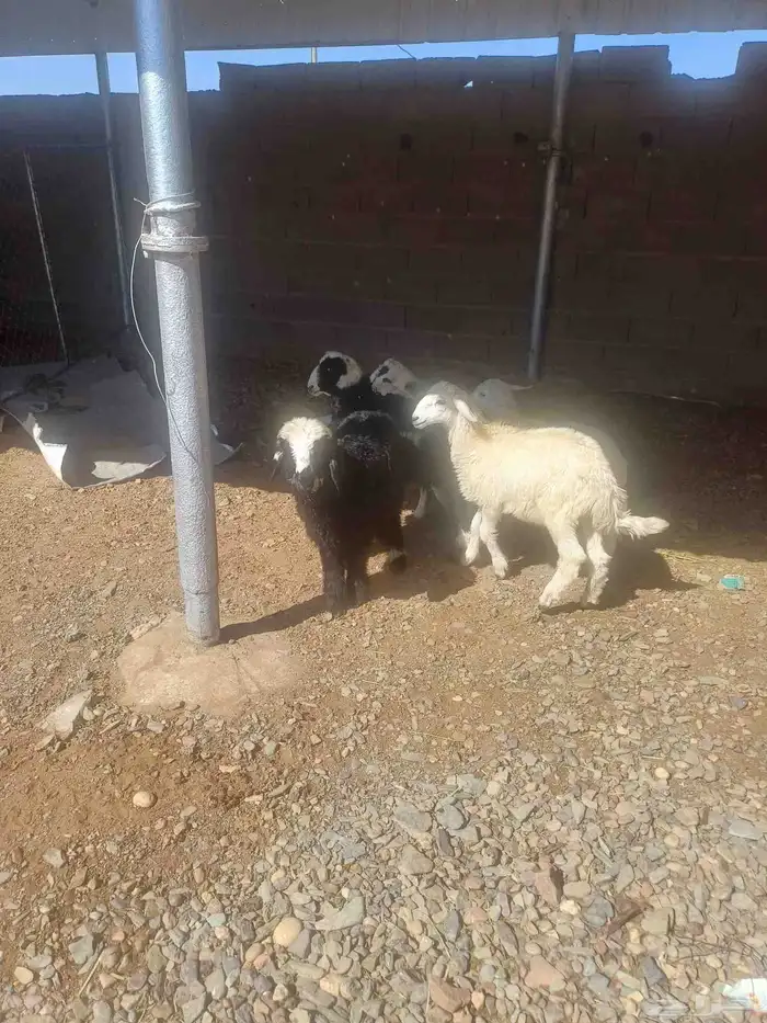 طليان للبيع 4