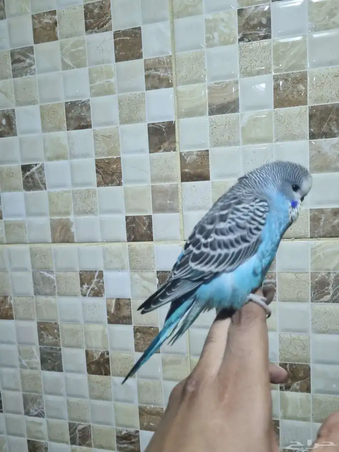 فرخ انجليزي اليف 3