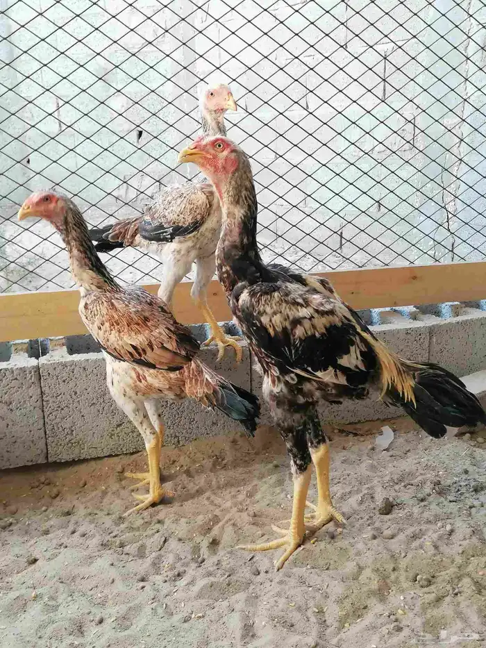 دجاج مكس حجازي بشامو ياباني بشاير 4 1