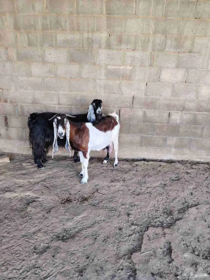 معزه حليب شرط 0