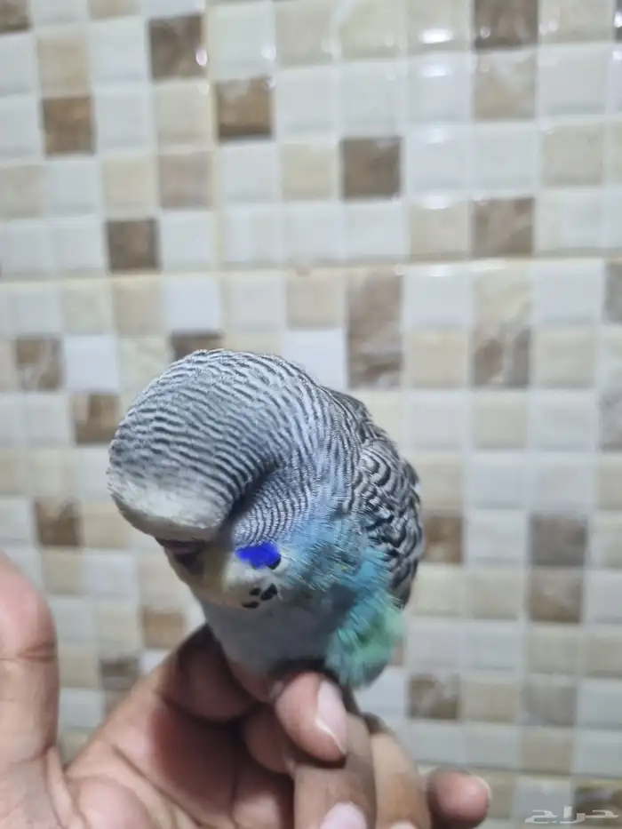 فرخ انجليزي اليف 2