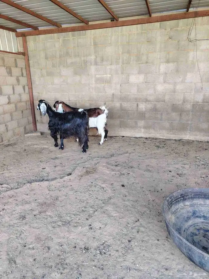 معزه حليب شرط 2