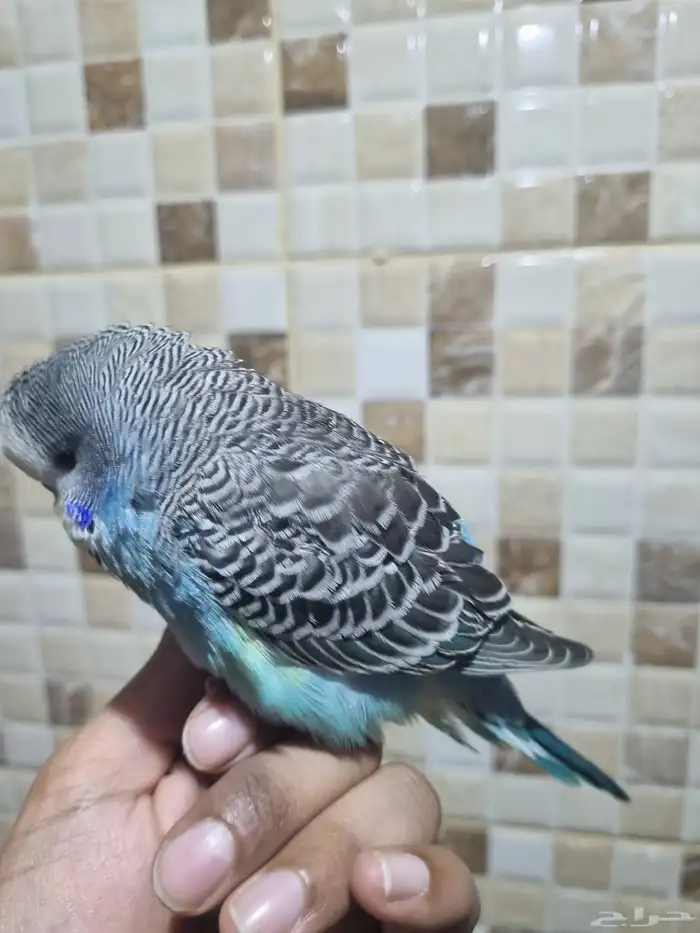 فرخ انجليزي اليف 1