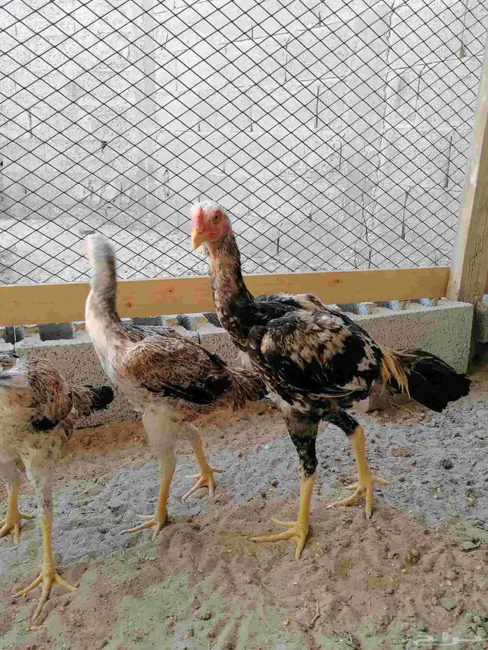 دجاج مكس حجازي بشامو ياباني بشاير 4 4