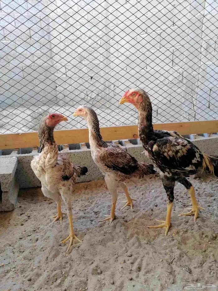 دجاج مكس حجازي بشامو ياباني بشاير 4 5