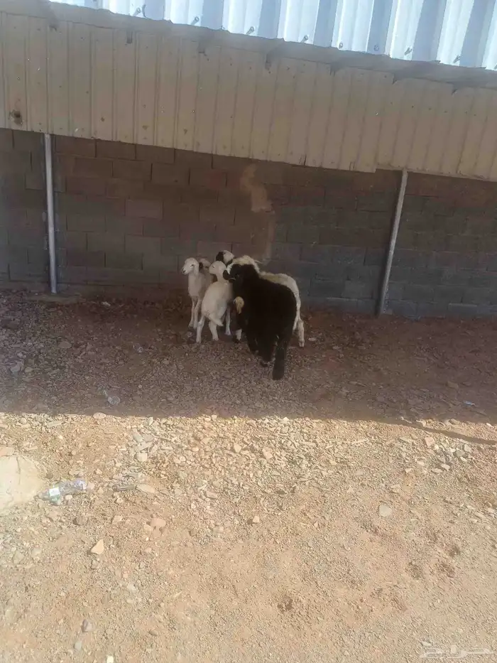 طليان للبيع 3