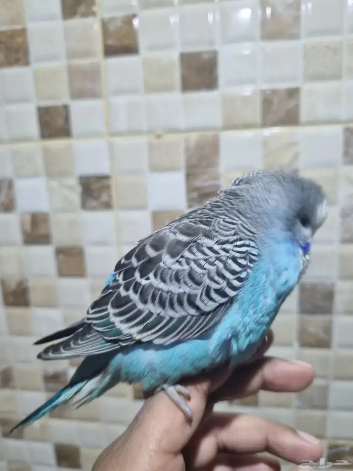 فرخ انجليزي اليف 5