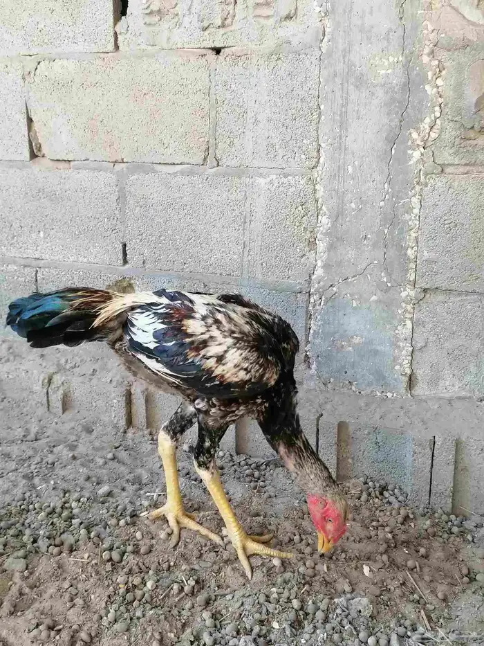 دجاج مكس حجازي بشامو ياباني بشاير 4 6