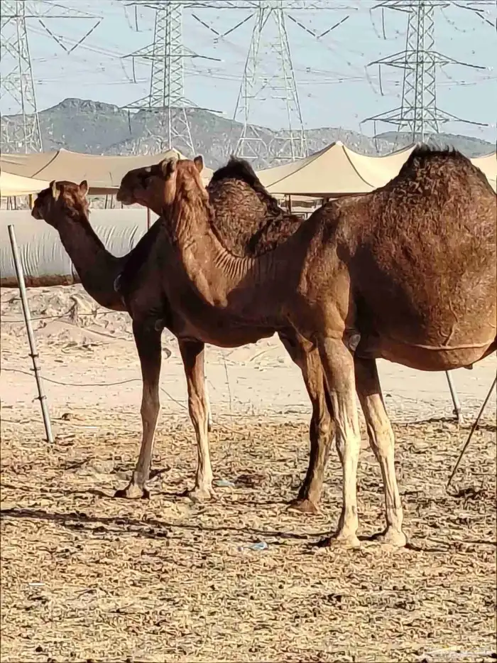 نياق لقح بدون شرايح 3