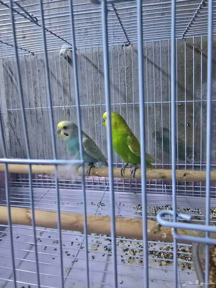 جوز بادجي للبيع 5