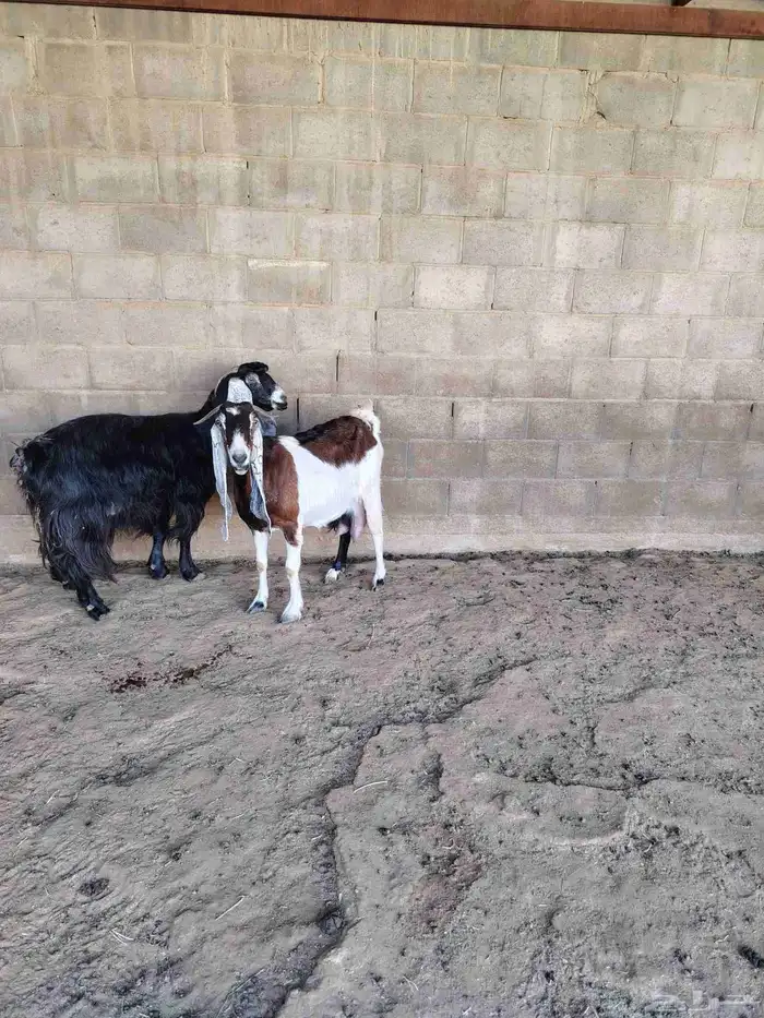 معزه حليب شرط 1