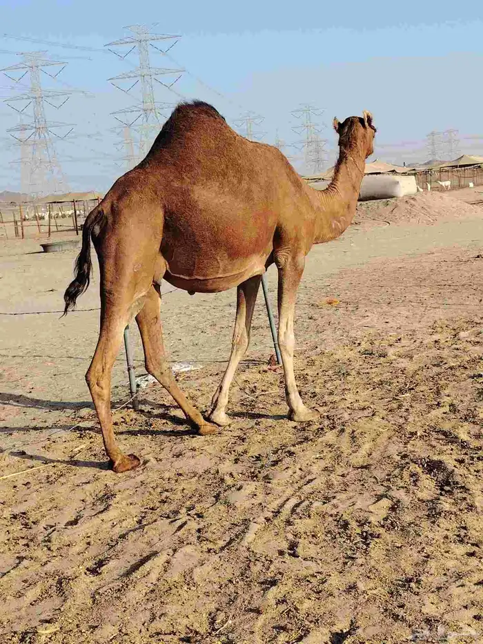 نياق لقح بدون شرايح 1