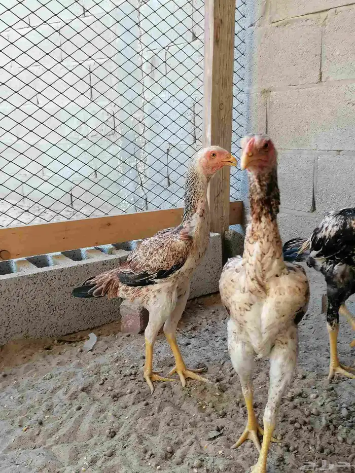 دجاج مكس حجازي بشامو ياباني بشاير 4 7