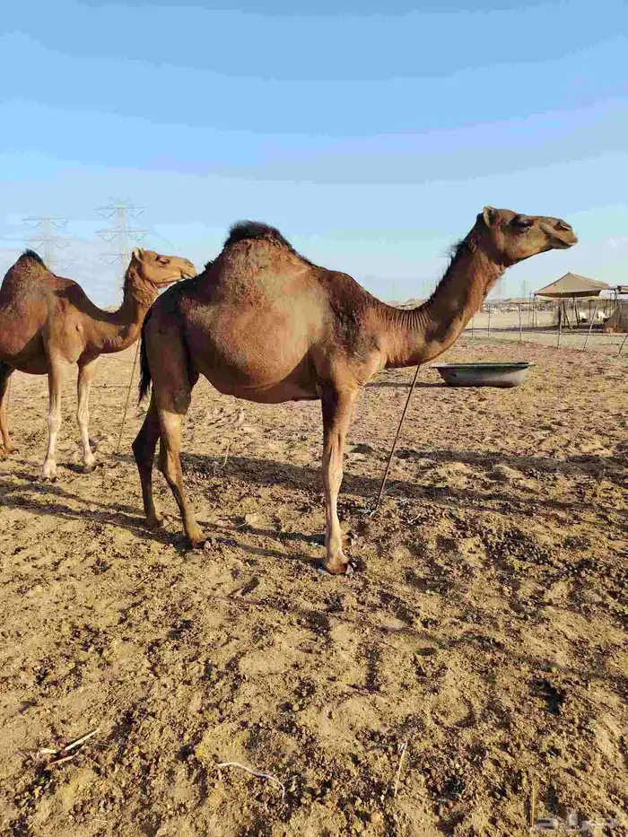 نياق لقح بدون شرايح 0