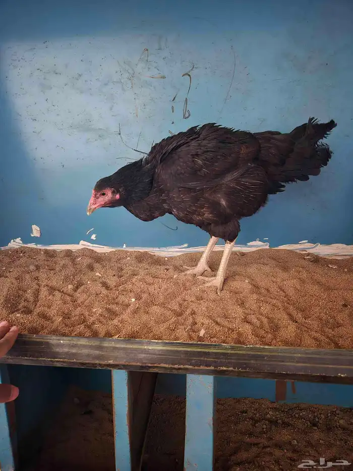 دجاجه سنديه على بيضها 1