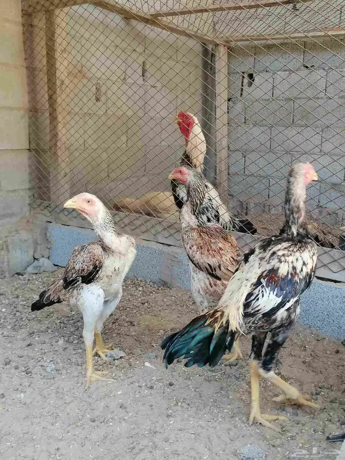 دجاج مكس حجازي بشامو ياباني بشاير 4 0