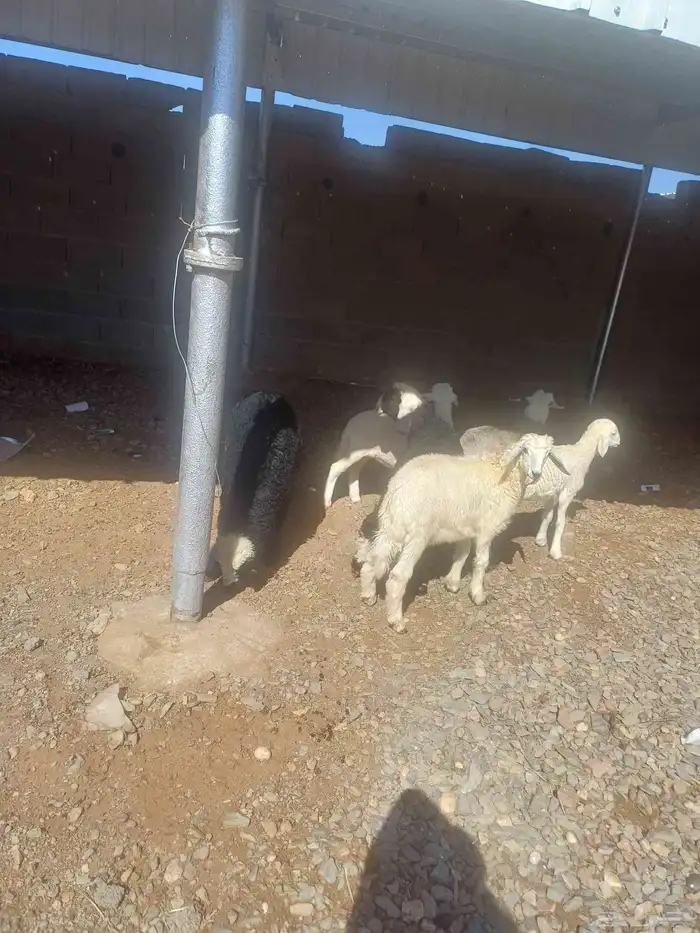 طليان للبيع 8